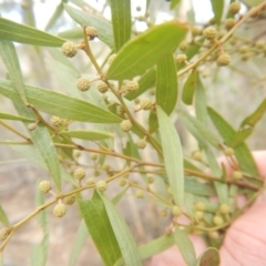 Acacia verniciflua at Coree, ACT - 17 Aug 2018 02:34 PM