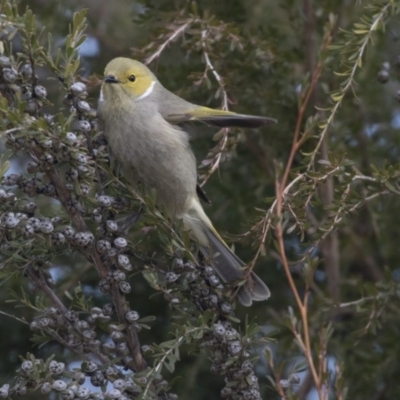 Ptilotula penicillata (White-plumed Honeyeater) at Belconnen, ACT - 19 Aug 2018 by AlisonMilton