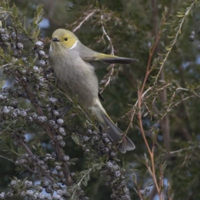 Ptilotula penicillata (White-plumed Honeyeater) at Belconnen, ACT - 19 Aug 2018 by Alison Milton