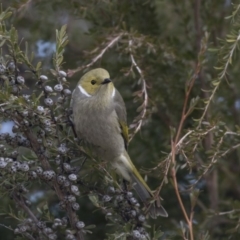 Ptilotula penicillata at Belconnen, ACT - 19 Aug 2018