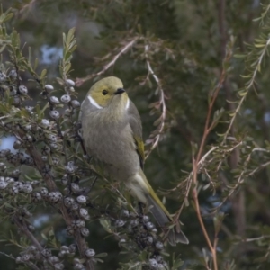 Ptilotula penicillata at Belconnen, ACT - 19 Aug 2018 12:18 PM