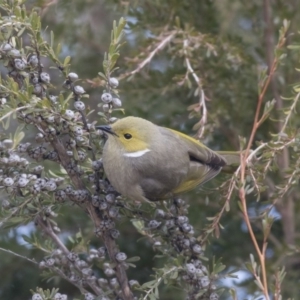 Ptilotula penicillata at Belconnen, ACT - 19 Aug 2018 12:18 PM