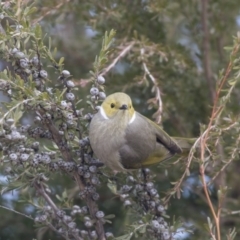 Ptilotula penicillata at Belconnen, ACT - 19 Aug 2018