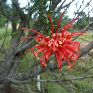 Grevillea juniperina at Isaacs, ACT - 19 Oct 2010 03:45 PM