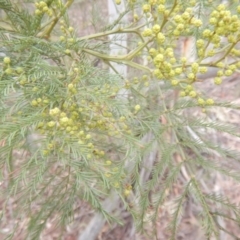 Acacia decurrens (Green Wattle) at Coree, ACT - 17 Aug 2018 by MichaelMulvaney