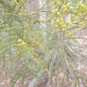 Acacia decurrens at Coree, ACT - 17 Aug 2018 02:32 PM