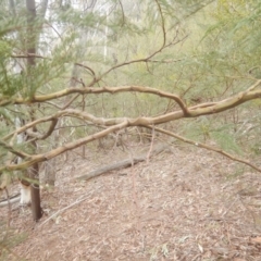 Acacia decurrens at Coree, ACT - 17 Aug 2018