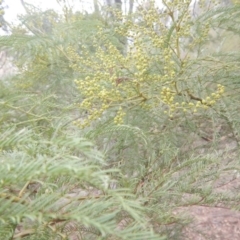 Acacia decurrens at Coree, ACT - 17 Aug 2018 02:32 PM