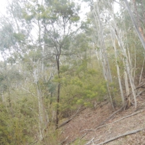 Acacia decurrens at Coree, ACT - 17 Aug 2018 02:32 PM