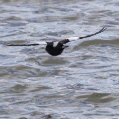 Gymnorhina tibicen (Australian Magpie) at Lake Ginninderra - 19 Aug 2018 by Alison Milton