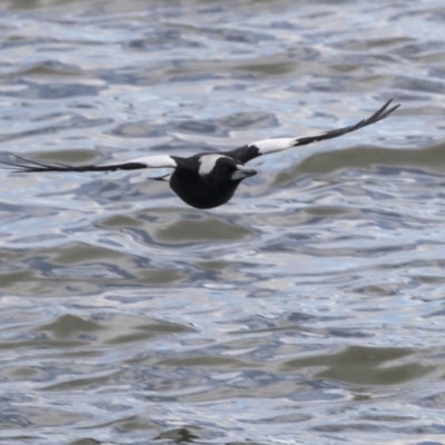 Gymnorhina tibicen (Australian Magpie) at Belconnen, ACT - 19 Aug 2018 by Alison Milton