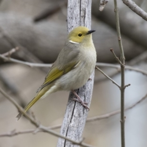 Ptilotula penicillata at Belconnen, ACT - 19 Aug 2018