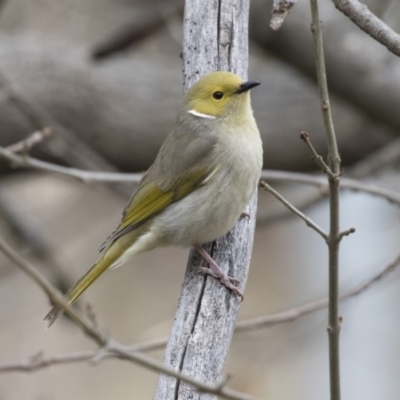 Ptilotula penicillata (White-plumed Honeyeater) at Lake Ginninderra - 19 Aug 2018 by Alison Milton