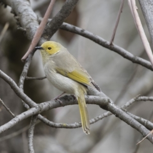 Ptilotula penicillata at Belconnen, ACT - 19 Aug 2018 01:34 PM