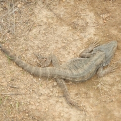 Pogona barbata (Eastern Bearded Dragon) at Bullen Range - 17 Aug 2018 by MichaelMulvaney