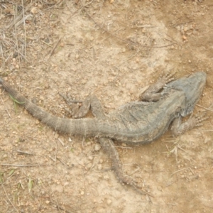 Pogona barbata at Stromlo, ACT - suppressed