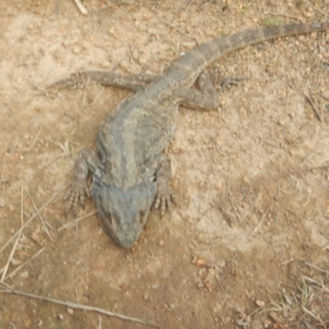 Pogona barbata at Stromlo, ACT - suppressed