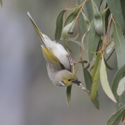 Ptilotula penicillata (White-plumed Honeyeater) at Lake Ginninderra - 19 Aug 2018 by Alison Milton