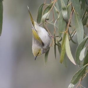 Ptilotula penicillata at Belconnen, ACT - 19 Aug 2018 12:49 PM