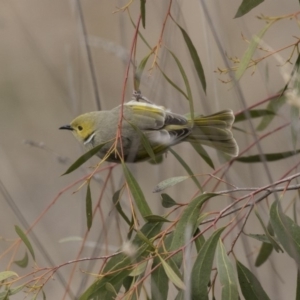 Ptilotula penicillata at Belconnen, ACT - 19 Aug 2018 12:49 PM