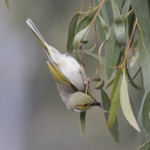 Ptilotula penicillata at Belconnen, ACT - 19 Aug 2018 12:49 PM