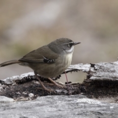 Sericornis frontalis (White-browed Scrubwren) at Belconnen, ACT - 19 Aug 2018 by Alison Milton