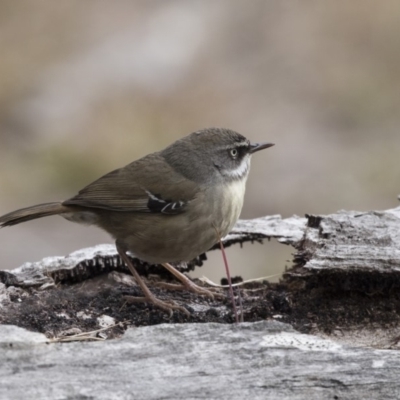 Sericornis frontalis (White-browed Scrubwren) at Lake Ginninderra - 19 Aug 2018 by Alison Milton