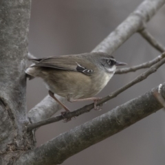 Sericornis frontalis at Belconnen, ACT - 19 Aug 2018