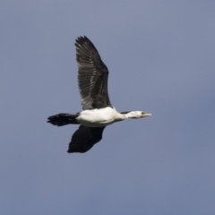 Microcarbo melanoleucos (Little Pied Cormorant) at Belconnen, ACT - 19 Aug 2018 by AlisonMilton