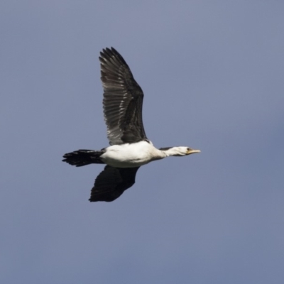 Microcarbo melanoleucos (Little Pied Cormorant) at Belconnen, ACT - 19 Aug 2018 by AlisonMilton