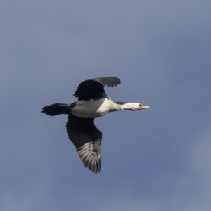 Microcarbo melanoleucos at Belconnen, ACT - 19 Aug 2018