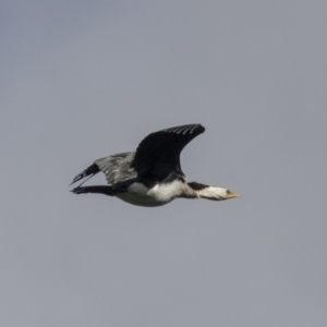 Microcarbo melanoleucos at Belconnen, ACT - 19 Aug 2018