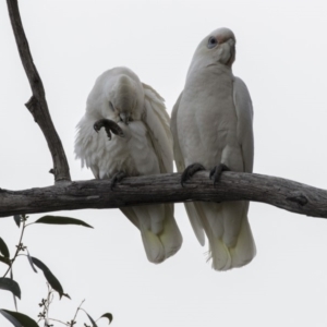 Cacatua sanguinea at Belconnen, ACT - 19 Aug 2018