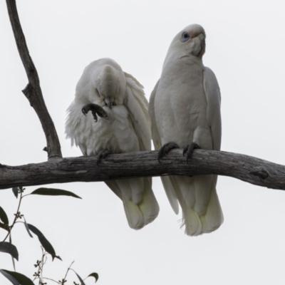 Cacatua sanguinea (Little Corella) at Belconnen, ACT - 19 Aug 2018 by AlisonMilton