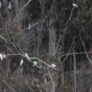 Cacatua sanguinea at Belconnen, ACT - 19 Aug 2018