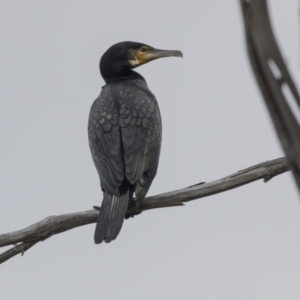 Phalacrocorax carbo at Belconnen, ACT - 19 Aug 2018