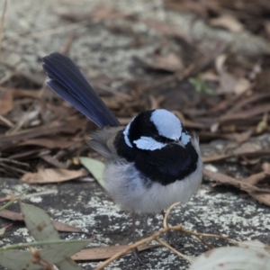 Malurus cyaneus at Belconnen, ACT - 19 Aug 2018 02:38 PM