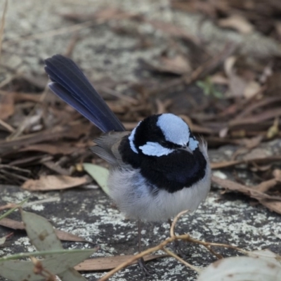 Malurus cyaneus (Superb Fairywren) at Belconnen, ACT - 19 Aug 2018 by AlisonMilton