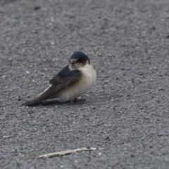 Petrochelidon nigricans (Tree Martin) at Lake Ginninderra - 19 Aug 2018 by Alison Milton