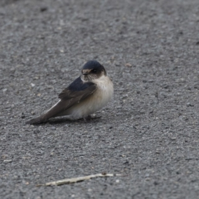 Petrochelidon nigricans (Tree Martin) at Lake Ginninderra - 19 Aug 2018 by Alison Milton