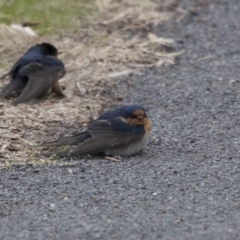 Hirundo neoxena (Welcome Swallow) at Lake Ginninderra - 19 Aug 2018 by Alison Milton