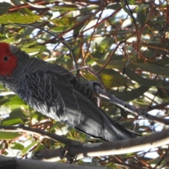 Callocephalon fimbriatum (Gang-gang Cockatoo) at McQuoids Hill - 19 Aug 2018 by HelenCross