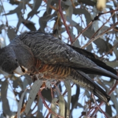 Callocephalon fimbriatum at Kambah, ACT - 20 Aug 2018