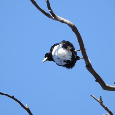 Gymnorhina tibicen (Australian Magpie) at Kambah, ACT - 19 Aug 2018 by HelenCross