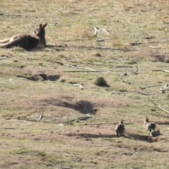 Oryctolagus cuniculus (European Rabbit) at McQuoids Hill - 19 Aug 2018 by HelenCross