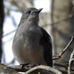 Colluricincla harmonica (Grey Shrikethrush) at National Zoo and Aquarium - 20 Aug 2018 by RodDeb