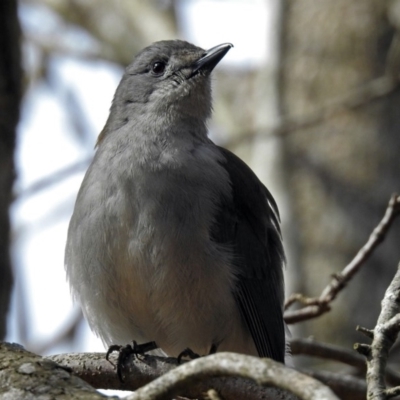 Colluricincla harmonica (Grey Shrikethrush) at Molonglo Valley, ACT - 20 Aug 2018 by RodDeb