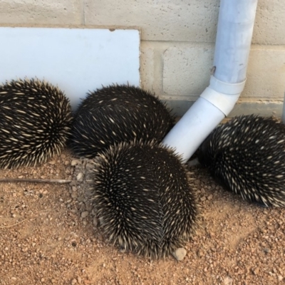 Tachyglossus aculeatus (Short-beaked Echidna) at QPRC LGA - 18 Aug 2018 by Whirlwind