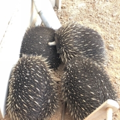 Tachyglossus aculeatus at Sutton, NSW - 18 Aug 2018 05:23 PM