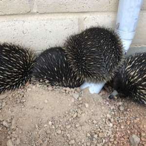 Tachyglossus aculeatus at Sutton, NSW - 18 Aug 2018 05:23 PM